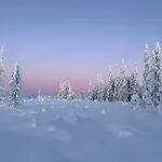 Nyaraló Metsaelae *